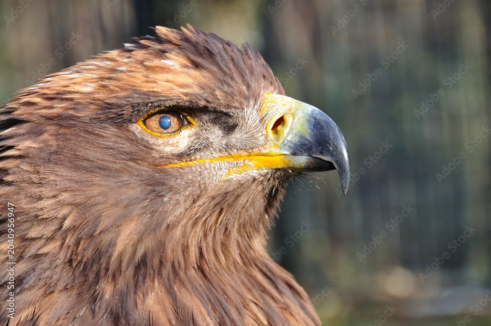 Fototapeta premium Eagle.