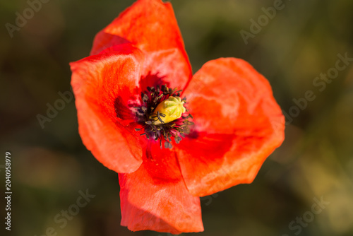  field poppy,
Papaver rhoeas red flower closeup selective focus