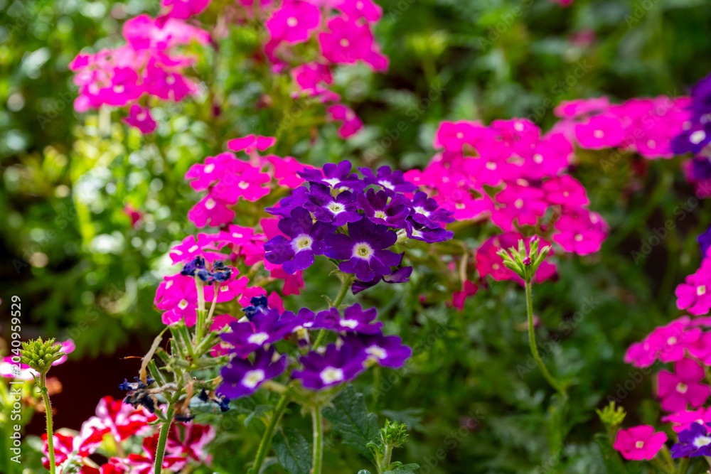 Fototapeta premium Verbena rigida, known as slender vervain or tuberous vervain, is a flowering herbaceous perennial plant in the family Verbenaceae. It is native to Brazil and Argentina, and is not fully hardy in tempe