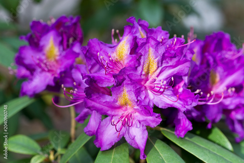 alpenrose, 
Rhododendron ferrugineum flowers closeup selective focus