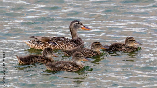 A female duck swimming calmly across gently rippled water while leading a group of four ducklings. San Francisco Bay, California.