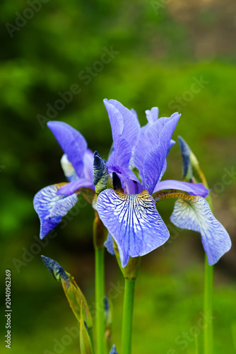 Close-up of a vibrant blue blooming iris flower with green blurred background