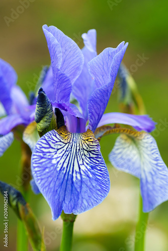 Extreme close-up of a vibrant blue blooming iris flower showing detailed petal veins against a soft green background