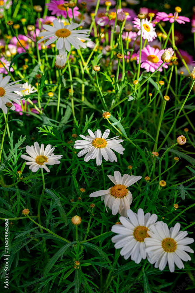 Fototapeta premium Bellis perennis, the daisy, is a European species of the family Asteraceae, often considered the archetypal species of the name daisy. To distinguish this species from other plants known as daisies, i