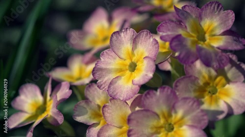 Macro shot of a purple and yellow primrose flower