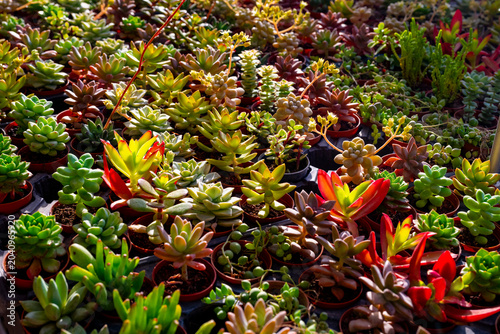 Foto Sedum is a large genus of flowering plants in the family Crassulaceae, members of which are commonly known as stonecrops