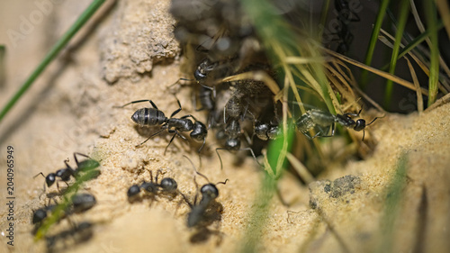 Macro shot of black ants building an anthill entrance in sandy soil