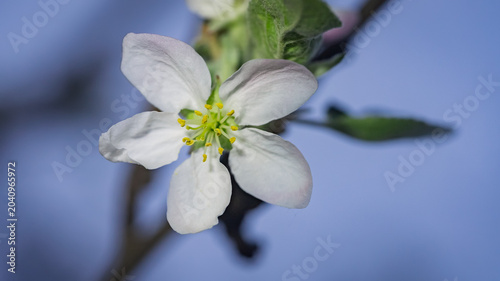 Macro shot of single white apple blossom flower over blue sky background
