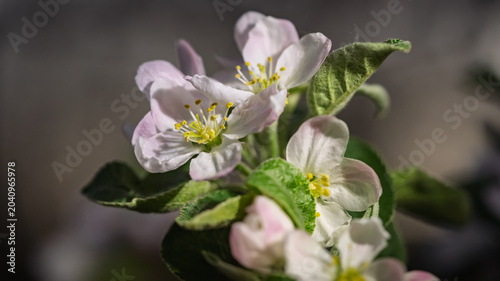 Apple tree branch with beautiful pink and white blossoms blooming in spring