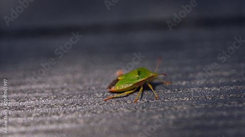 Macro shot of green shield bug crawling on textured surface