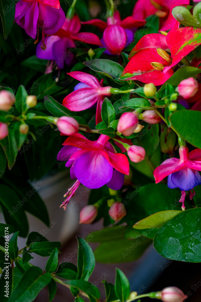 Fototapeta premium Fuchsia is a genus of flowering plants that consists mostly of shrubs or small trees. Almost 110 species of Fuchsia are recognized; the vast majority are native to South America, but a few occur north