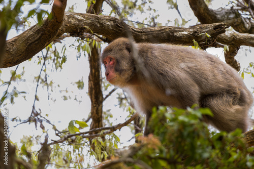 Canvas Print japanese macaque monkey standing on tree branch outdoors