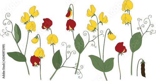 Obraz na plátne Sweet Pea Flower Collection with Yellow and Red Blossoms Botanical Garden Plant