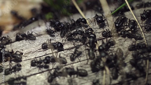 Macro shot of busy black ants swarming on old weathered wood log