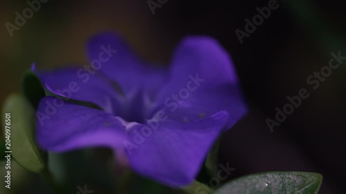 Macro shot of single purple periwinkle flower on dark background