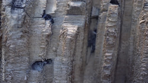 Macro shot of cracked old weathered wood texture background