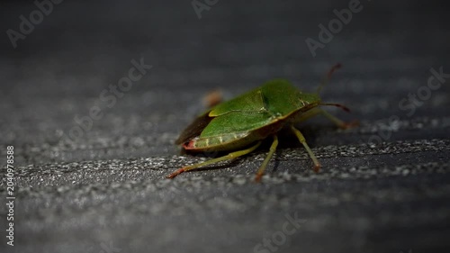 Macro shot of green shield bug crawling on textured background