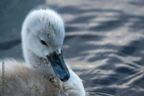 Fotografie Close-Up Portrait of a Wet Swan Cygnet Floating on Calm Pond Water With Soft Fea