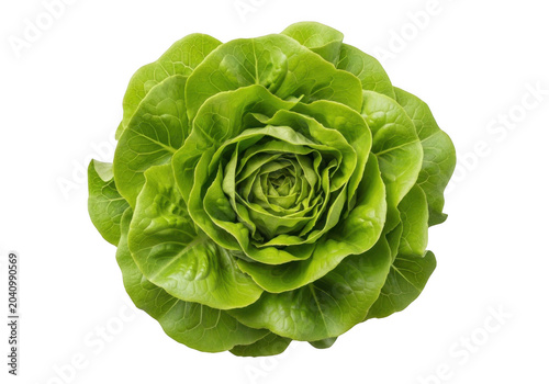 head of lettuce on transparent background vegetable green food produce fresh healthy