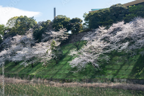 牛ヶ淵の桜