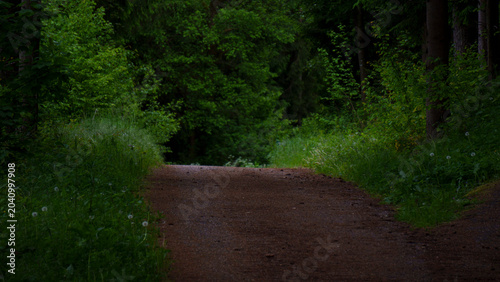 Canvastavla A road with traffic signs runs through a forest in summer, surrounded by tall green trees and dense woodland vegetation