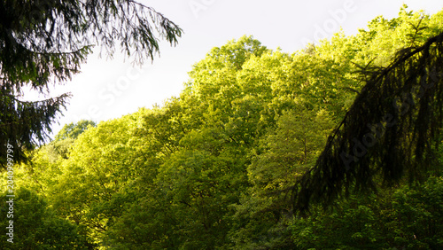 Canvastavla A road with traffic signs runs through a forest in summer, surrounded by tall green trees and dense woodland vegetation