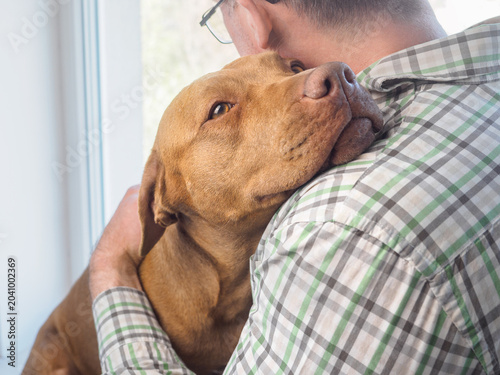 Obraz na płótnie Brown Pit Bull resting head on male owner's shoulder