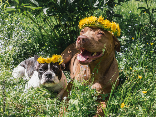 Two dogs wearing dandelion flower wreaths lie on bright green grass. Symbolizes summer, pet friendship, and joyful outdoor lifestyle. Perfect for spring, nature, and beautiful canine photography