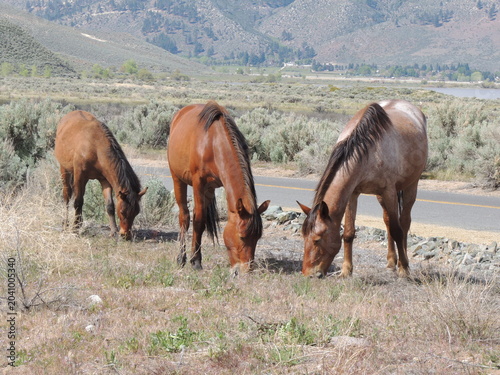 Photography Three wild horses grazing in the park