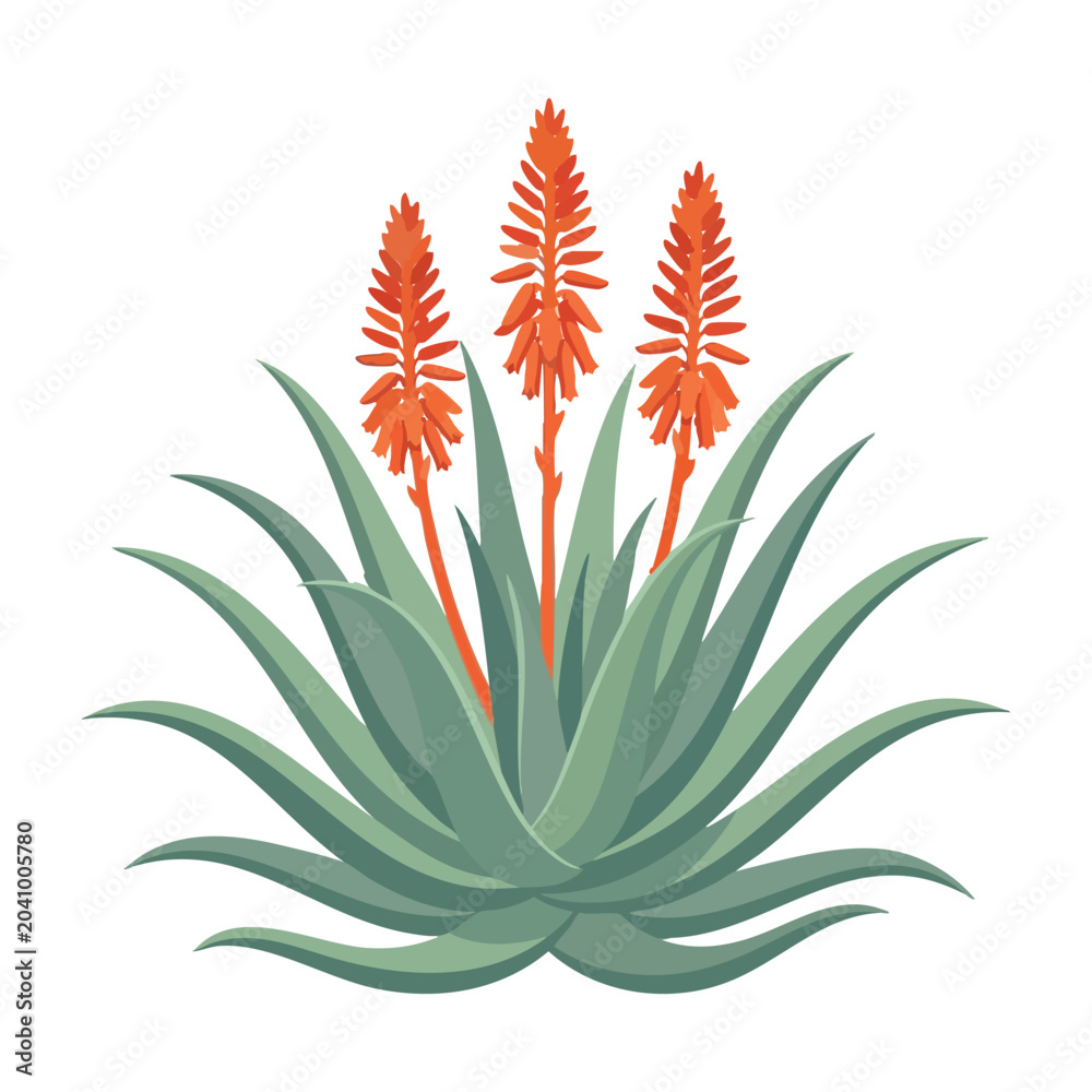 Fototapeta premium Aloe Vera Plant with Orange Flowers Illustration