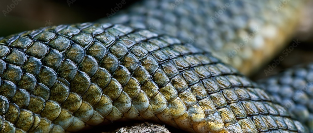 Fototapeta premium An intricate close-up revealing the stunning texture of snake scales, showcasing their unique patterns and natural beauty, inviting a closer look into the realm of reptilian life.