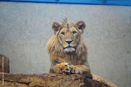 Tableau sur toile A striking portrait of a young lion resting with its paws crossed and gazing directly at the camera