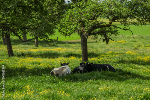 Foto Various farm animals grazing peacefully in a lush green pasture
