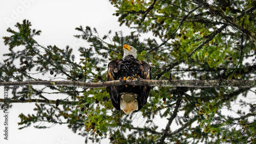 Below A Bald Eagle (Haliaeetus Leucocephalus)