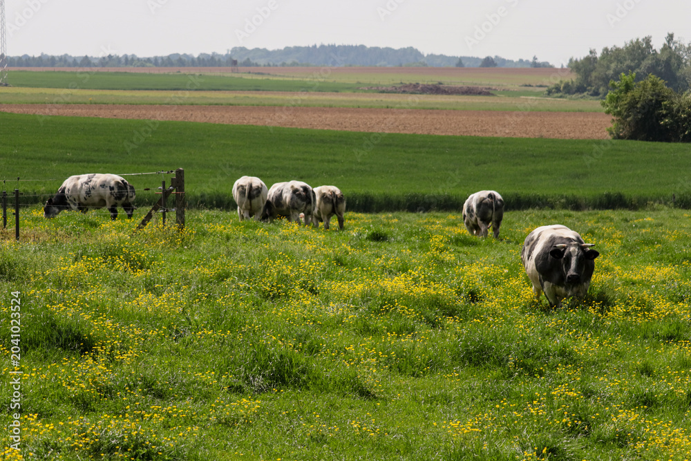 Fototapeta premium Various farm animals grazing peacefully in a lush green pasture