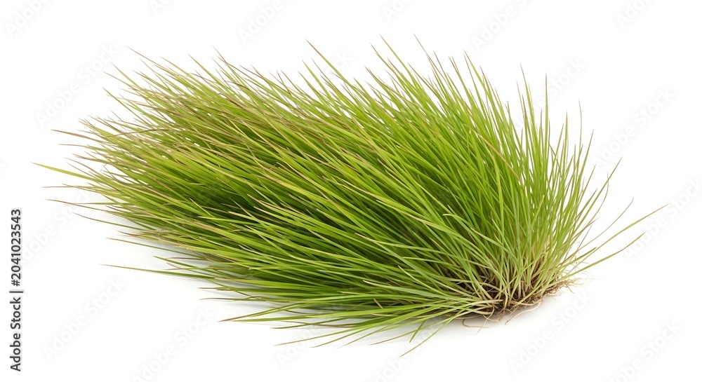 Fototapeta premium Green pine needles on white background.