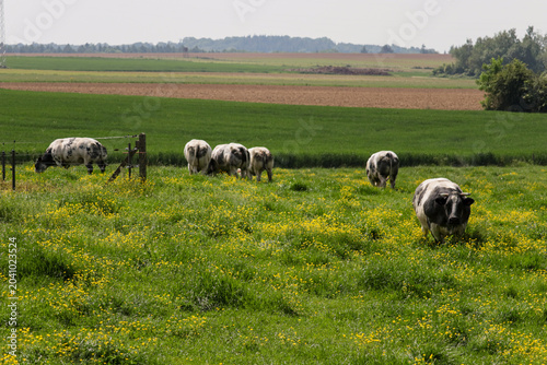 Foto Various farm animals grazing peacefully in a lush green pasture