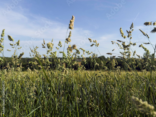 Foto Herbes hautes en bordure de parcelle agricole