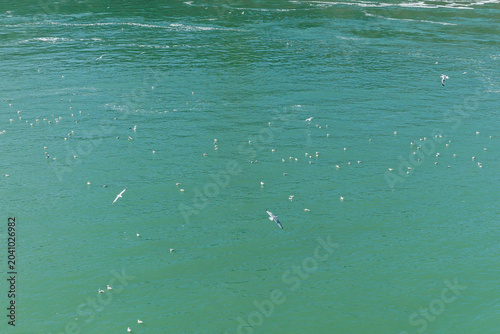 Photography Seagulls flying over water with groups of birds feeding and swimming during dayl