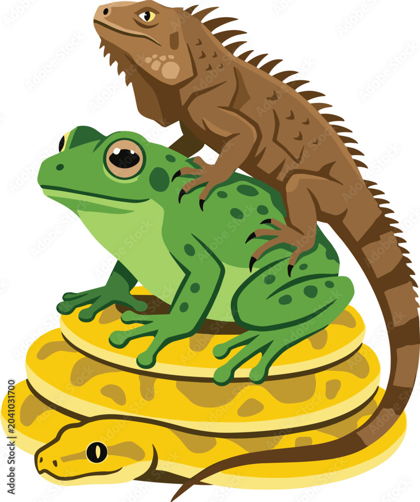 Fototapeta premium Stacked Reptile and Amphibian Vector Illustration with Coiled Python Snake, Green Tree Frog, and Brown Iguana for Nature and Wildlife Designs