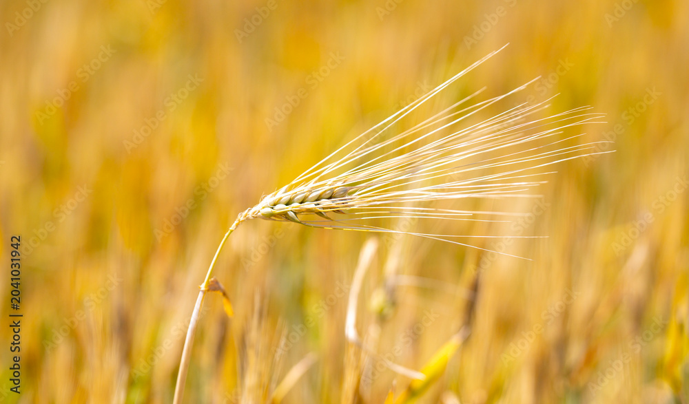 Obraz premium Wheat field creates soft selective background. Green wheat field supports organic farming. Fresh wheat field grows in countryside. Natural wheat field fits agronomy concept.