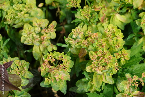 Foto Close up of green and yellow spurge plant leaves in a garden in Balingen, German