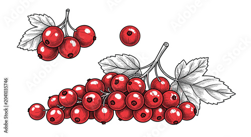 Cluster of ripe red currant berries with green leaves shown in a detailed hand-drawn engraving style with vibrant color and shading.