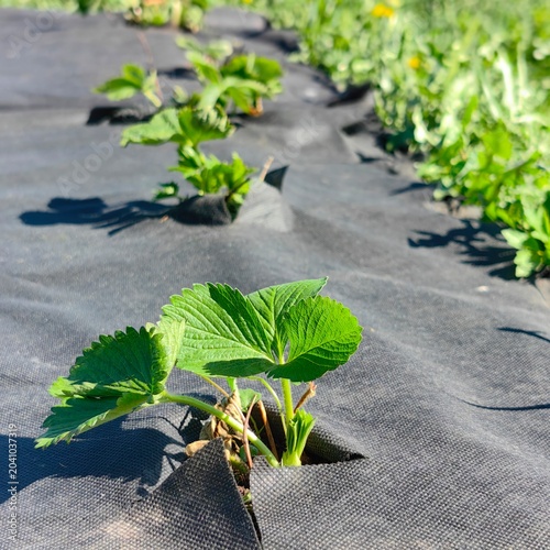 Young Strawberry Plants Growing in Agrotextile Mulch