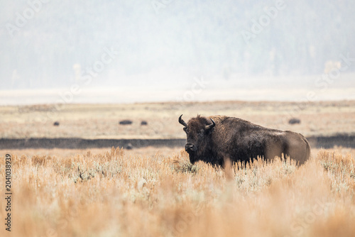 Φωτογραφία Bison Standing in Open Field