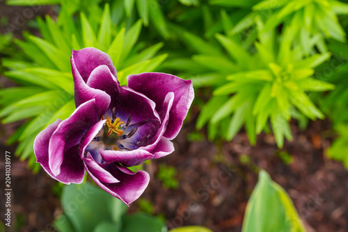 Top view of a beautiful open dark purple tulip flower in a spring garden