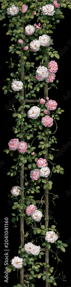 Fototapeta premium Lush white and pink blossoms intertwine with green foliage along a rustic wooden ladder in Blooming Climbing Rose Trellis, standing out vividly against a deep, contrasting black void