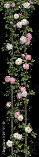 Lush white and pink blossoms intertwine with green foliage along a rustic wooden ladder in Blooming Climbing Rose Trellis, standing out vividly against a deep, contrasting black void