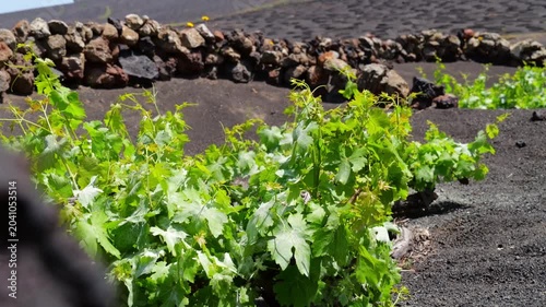 Young vines in black volcanic soil at La Geria with stone walls and volcanic hills under blue sky.