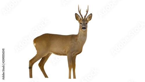 Photos Roe deer buck with antlers standing on white
